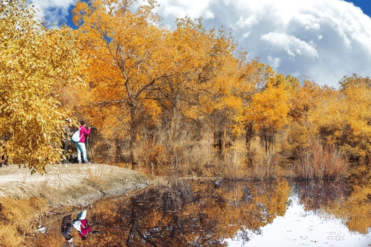 金塔胡杨林（续一）。
