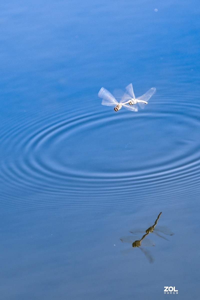 金塔胡杨林（续一）。
