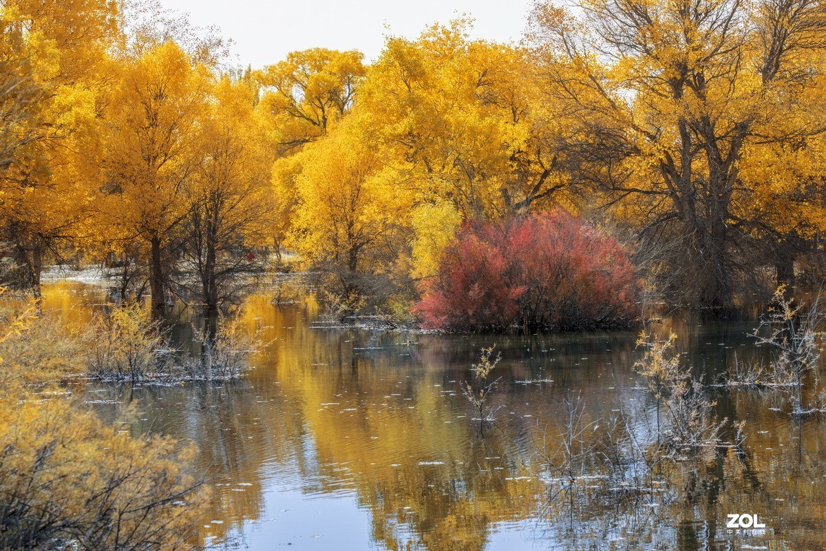 金塔胡杨林（续一）。