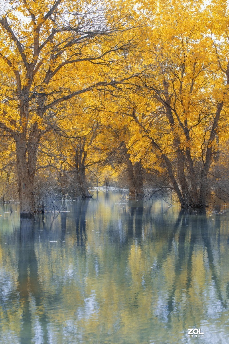 金塔胡杨林（续一）。