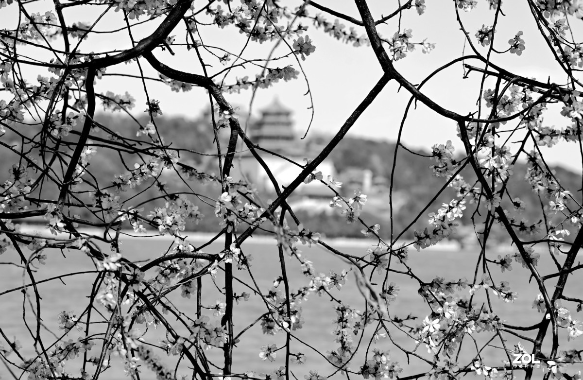 春拍颐和园〔黑白照片〕