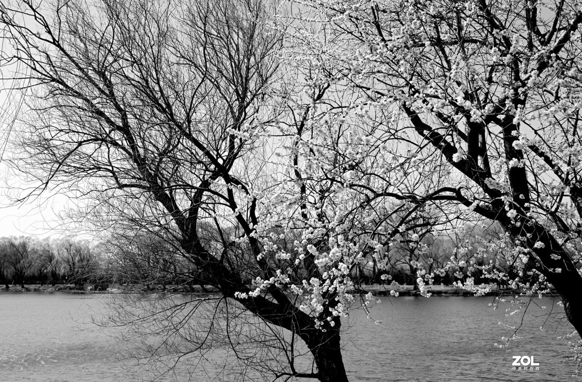 春拍颐和园〔黑白照片〕