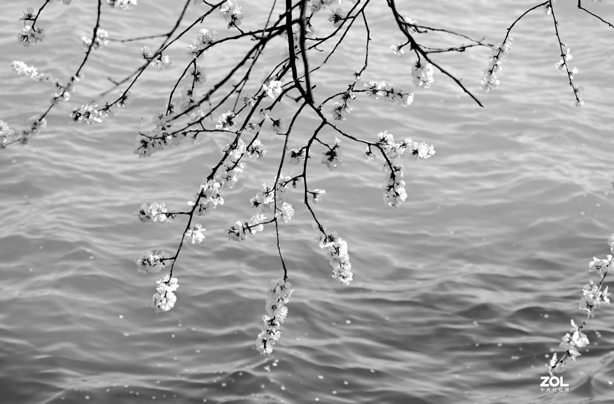 春拍颐和园〔黑白照片〕