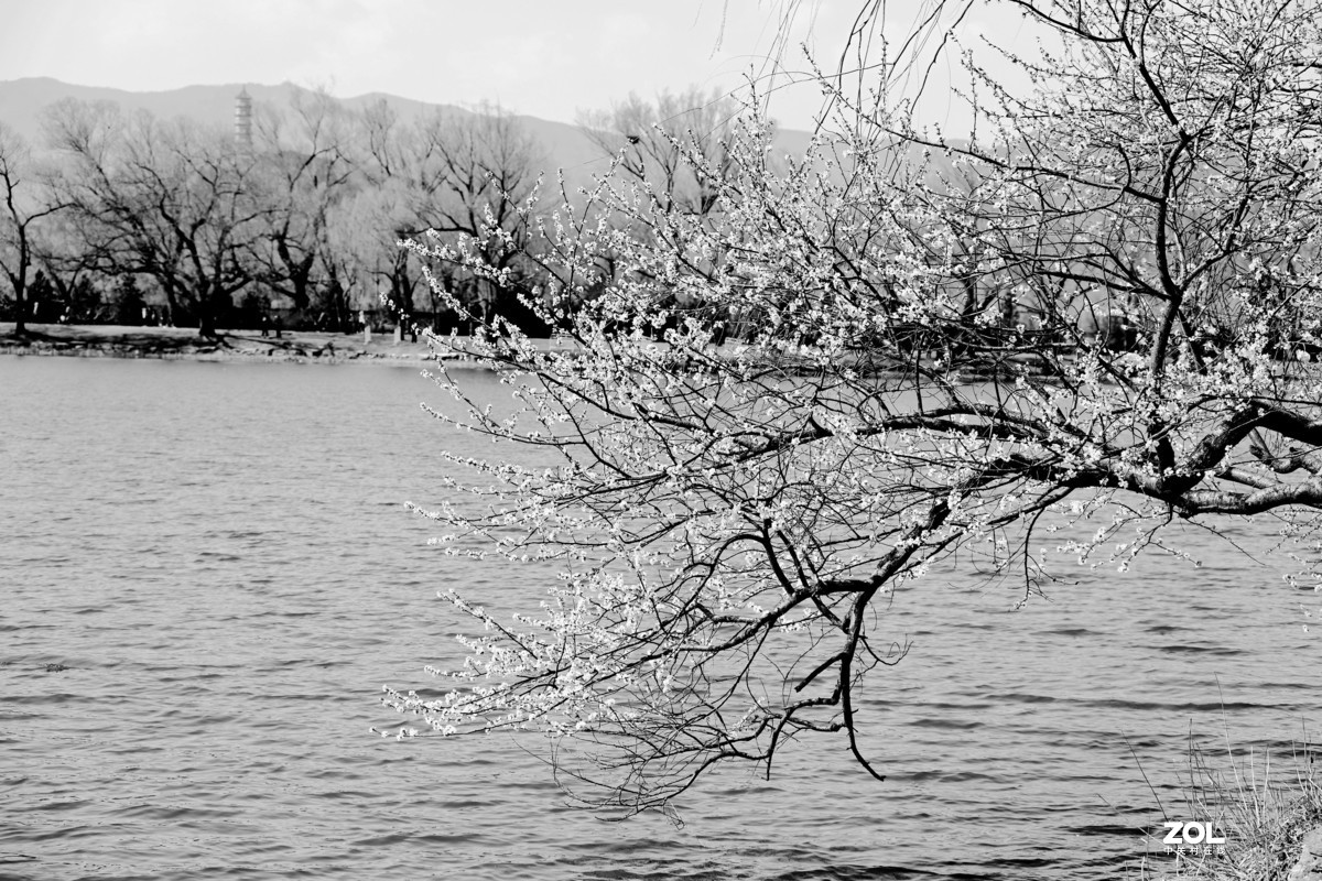 春拍颐和园〔黑白照片〕