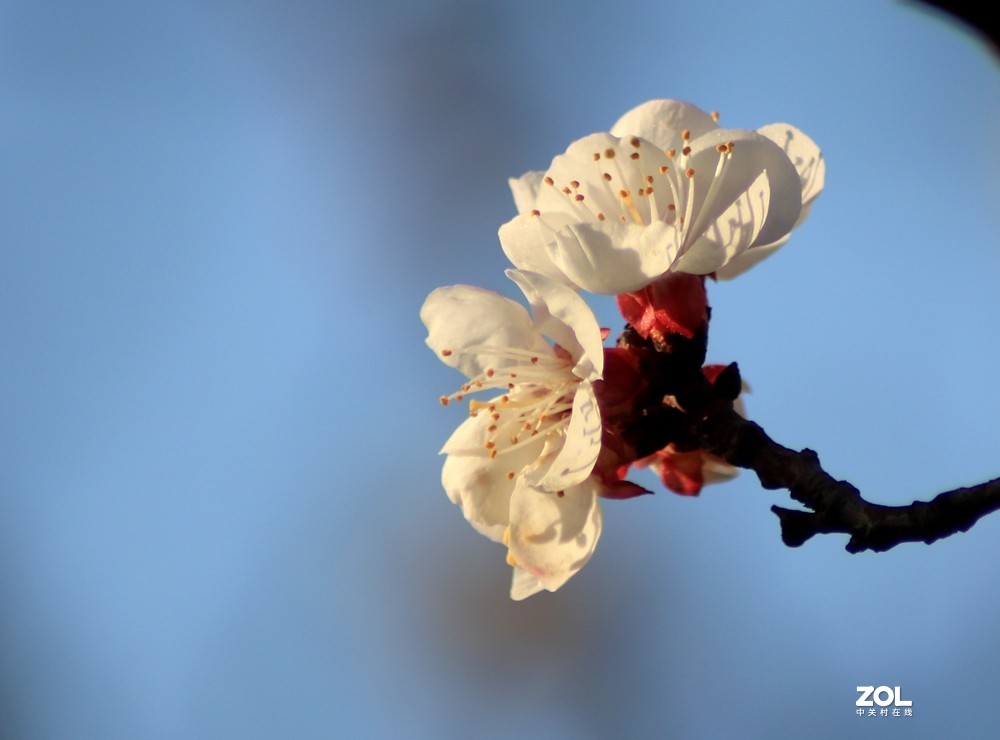 杏花闹春