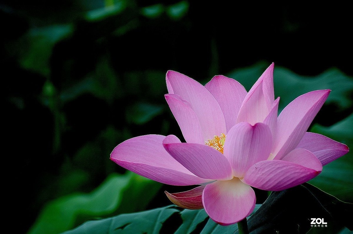 莲花池公园-----荷  花（2）