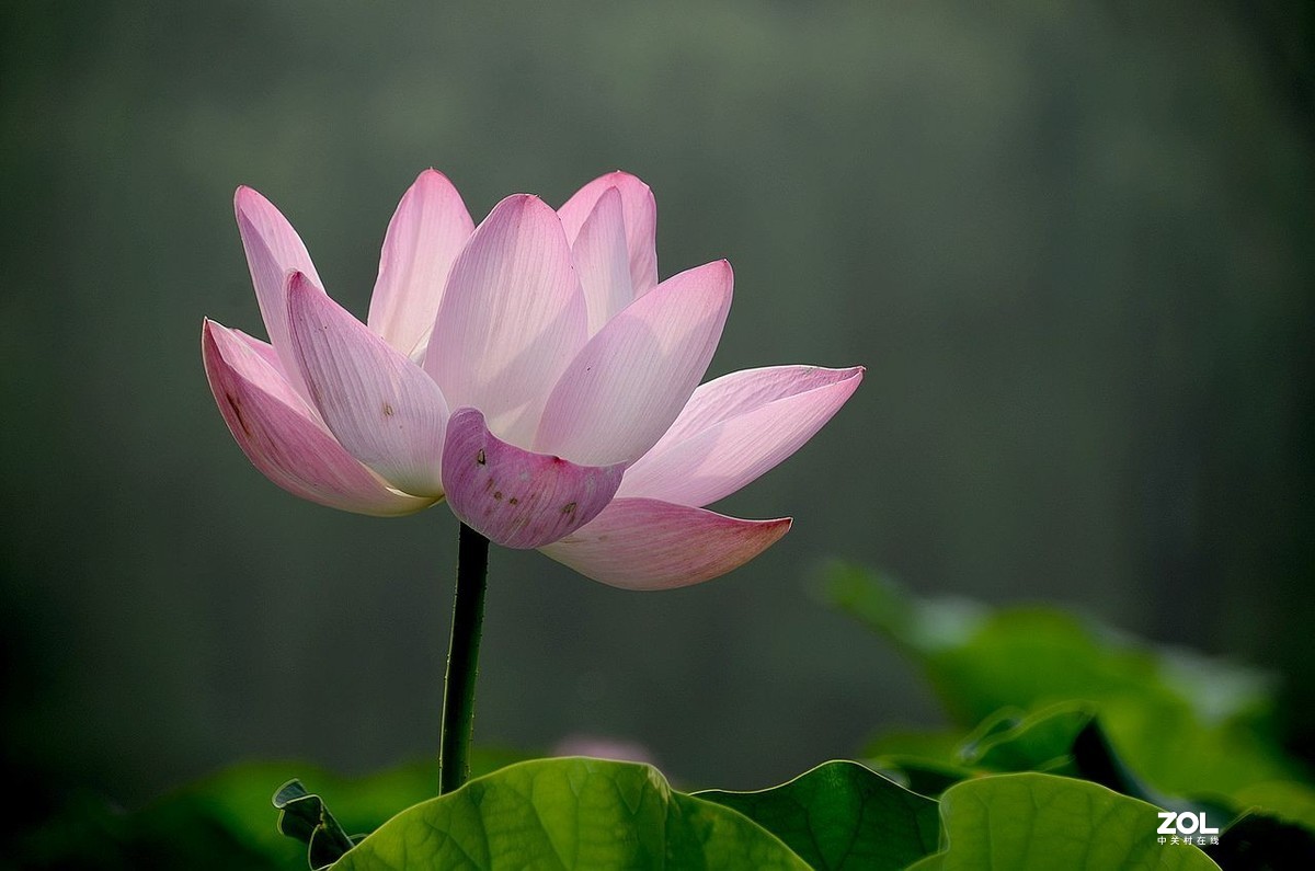 莲花池公园-----荷  花（2）