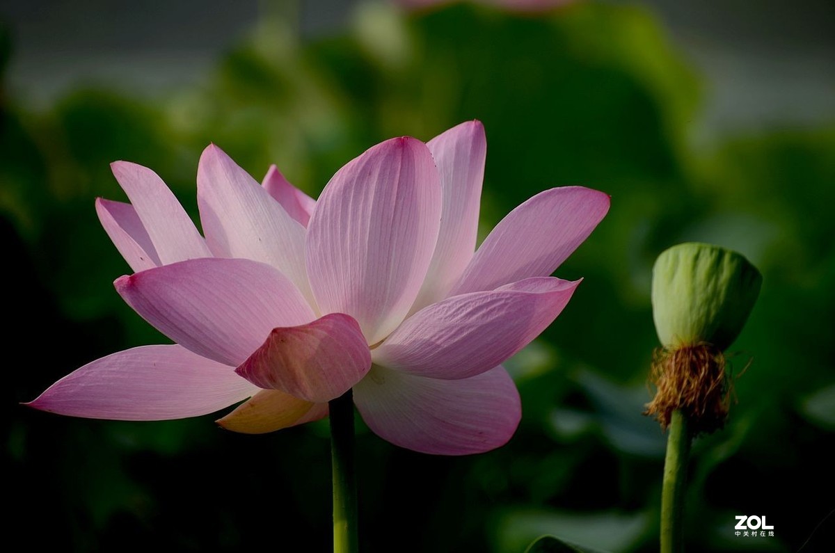 莲花池公园-----荷  花（2）