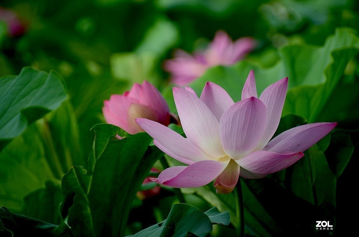 莲花池公园-----荷  花（2）