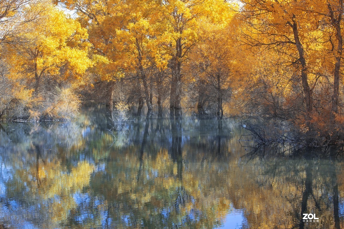 金塔胡杨林（续一）。