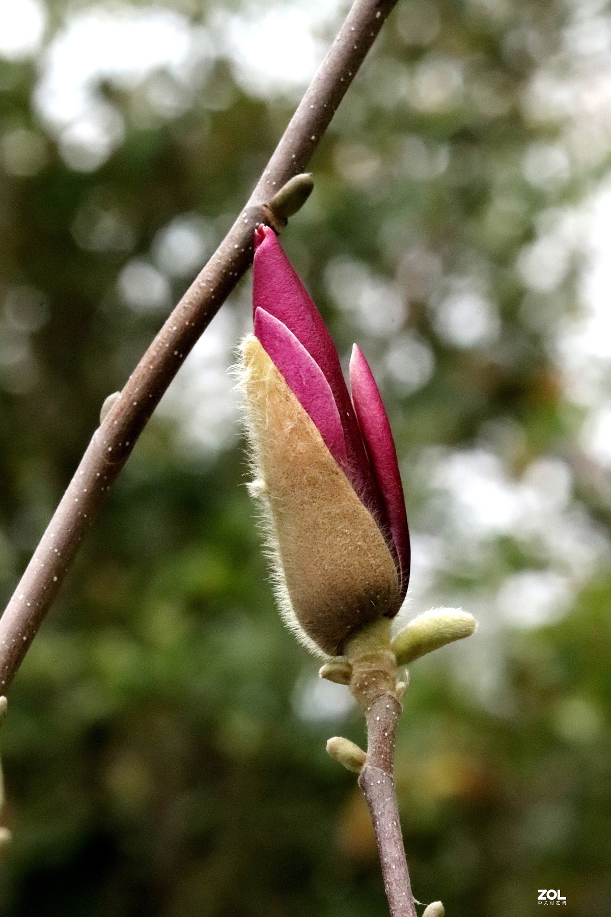 含苞待放的紫玉兰
