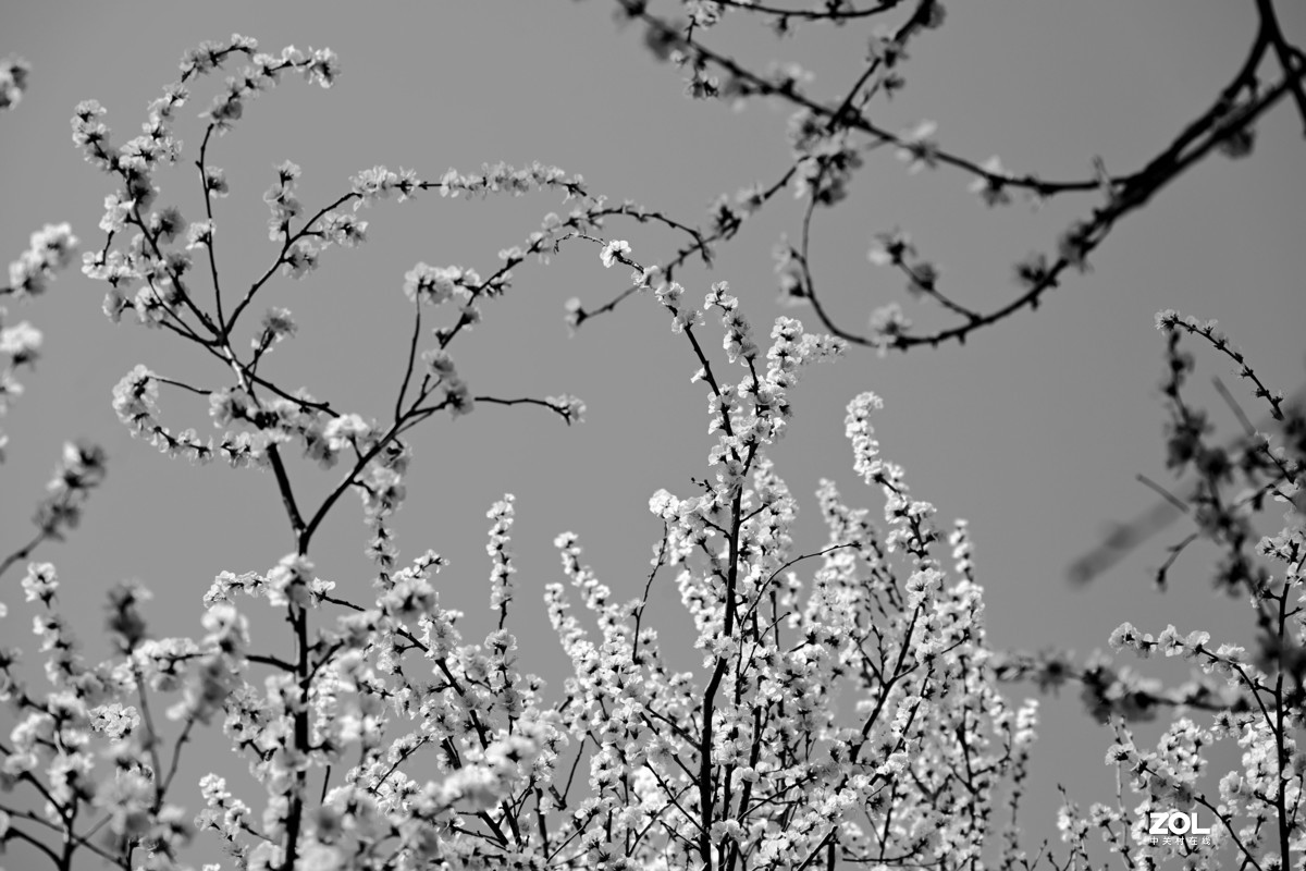 春拍颐和园〔黑白照片〕