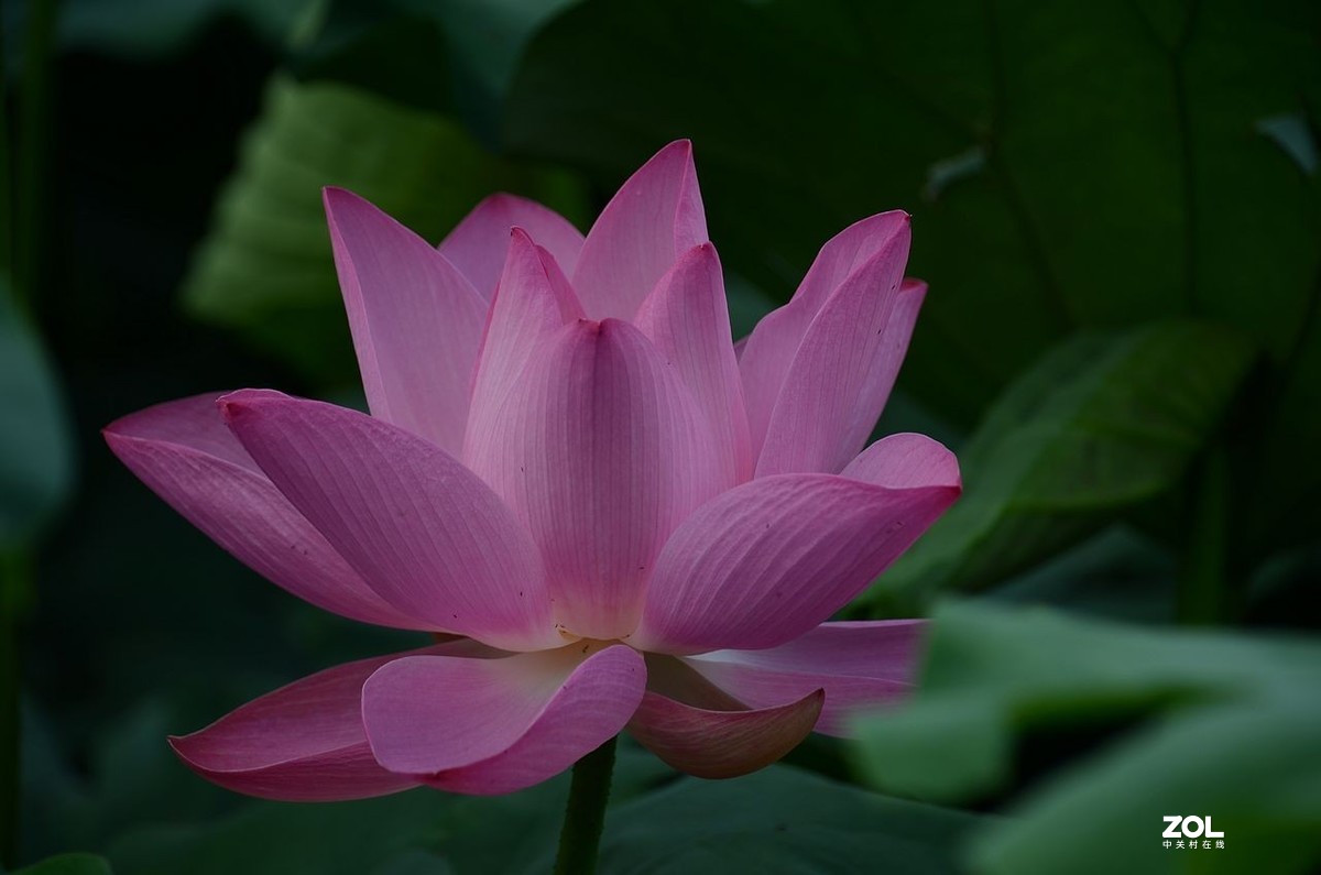 莲花池公园-----荷  花（2）