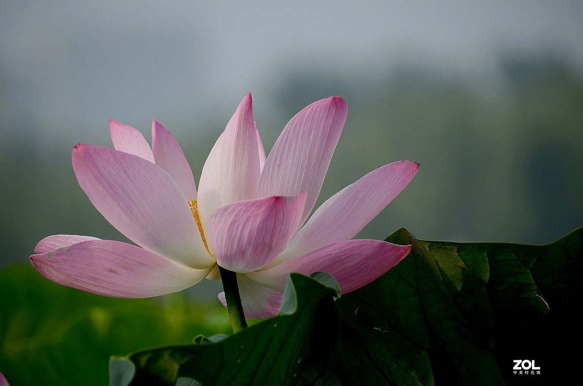 莲花池公园-----荷  花（2）