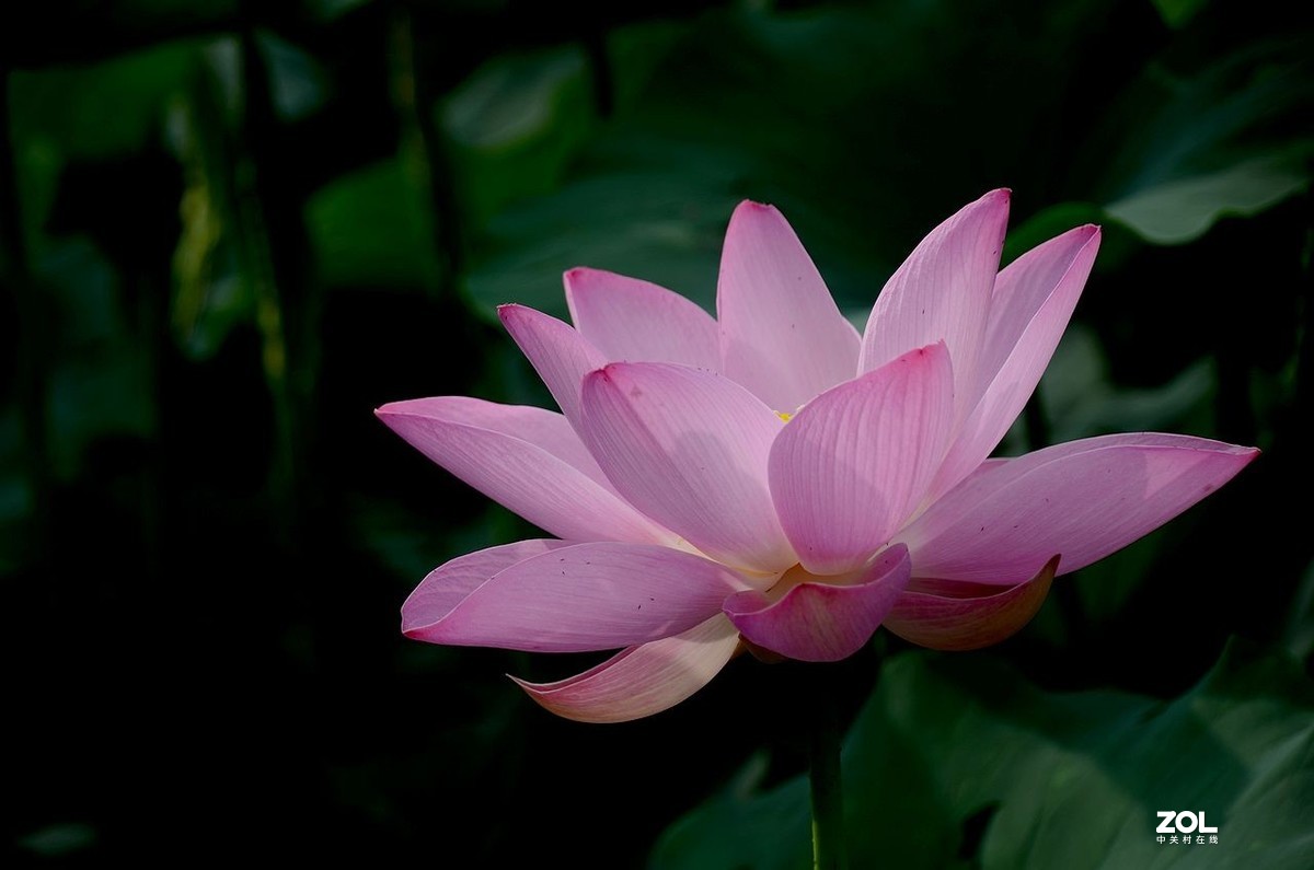 莲花池公园-----荷  花（2）