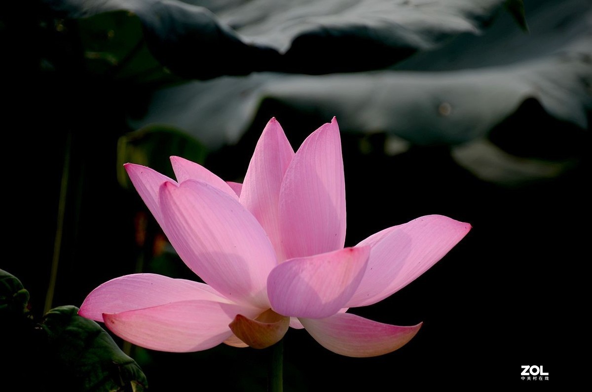 莲花池公园-----荷  花（2）