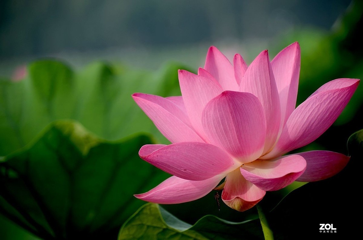 莲花池公园-----荷  花（2）