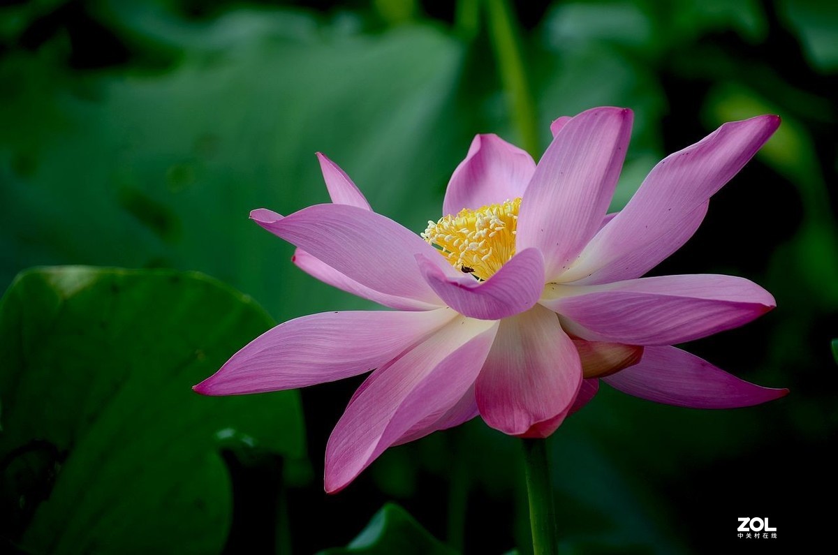 莲花池公园-----荷  花（2）