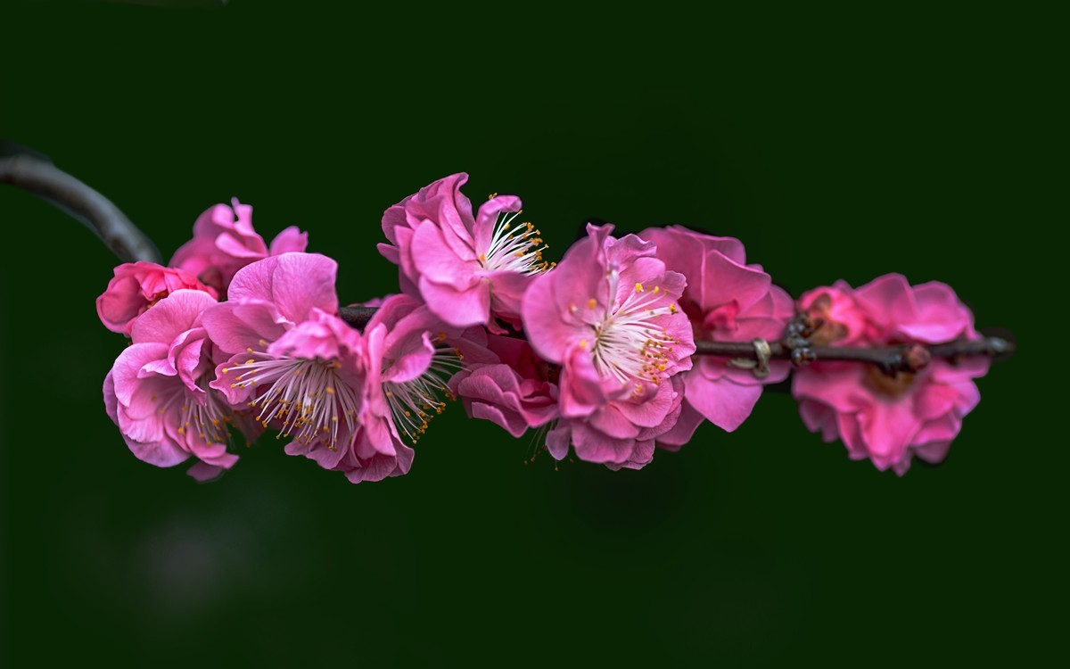 梅花绝句 · 其一  （宋：陆游）