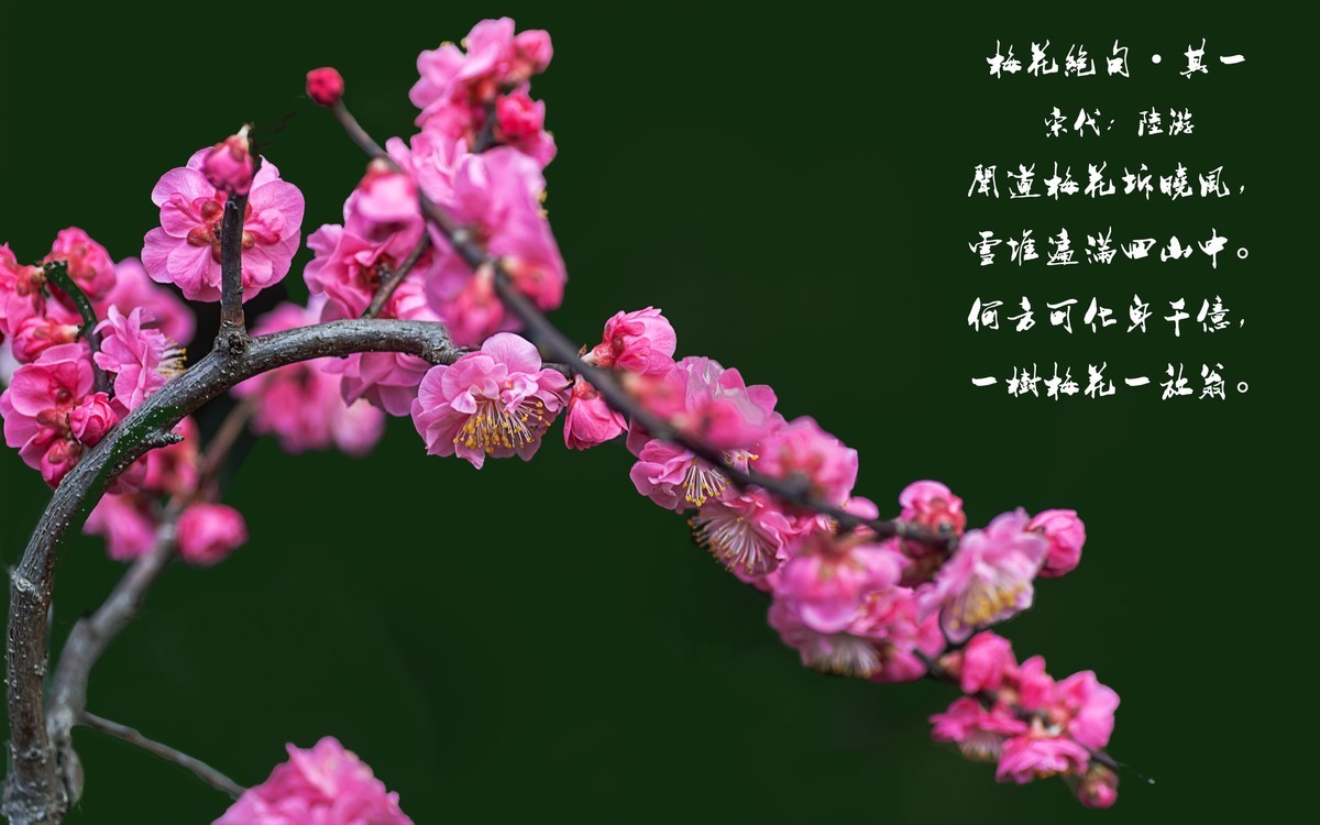 梅花绝句 · 其一  （宋：陆游）