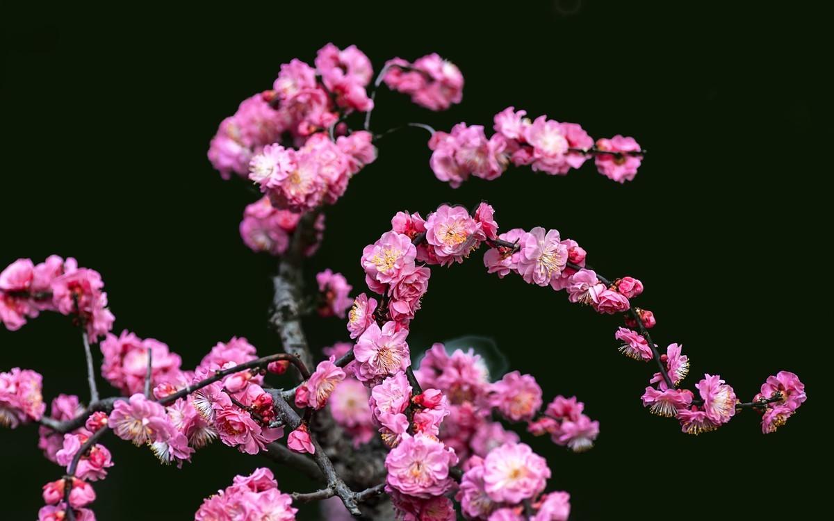梅花绝句 · 其一  （宋：陆游）