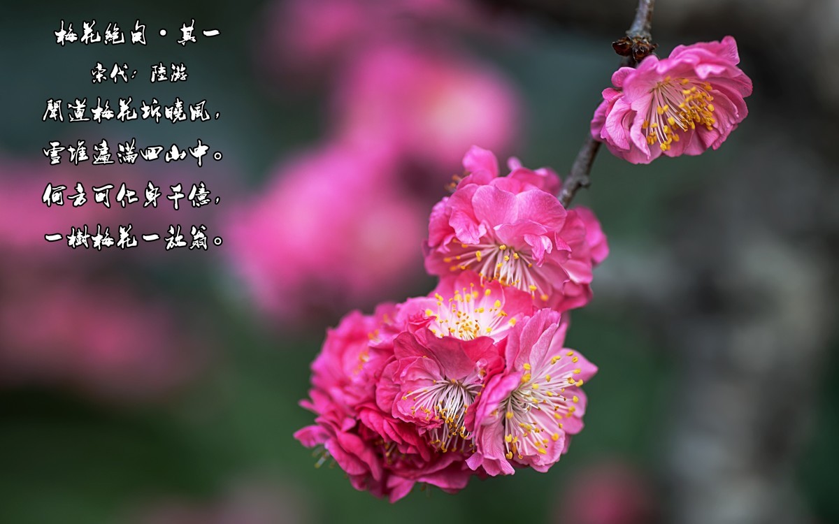 梅花绝句 · 其一  （宋：陆游）