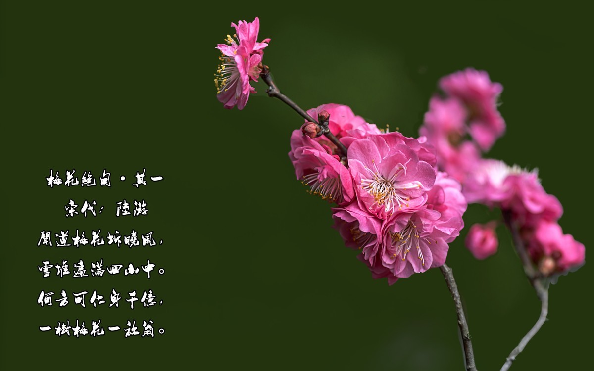 梅花绝句 · 其一  （宋：陆游）