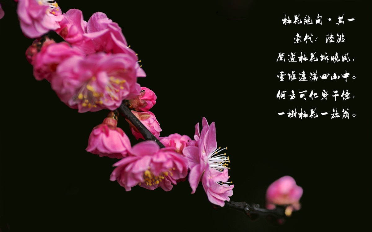 梅花绝句 · 其一  （宋：陆游）