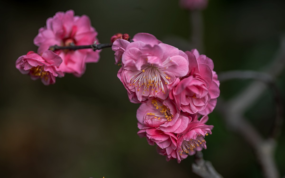 梅花绝句 · 其一  （宋：陆游）