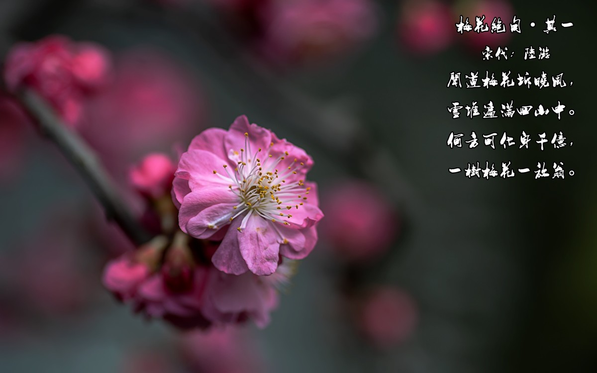 梅花绝句 · 其一  （宋：陆游）