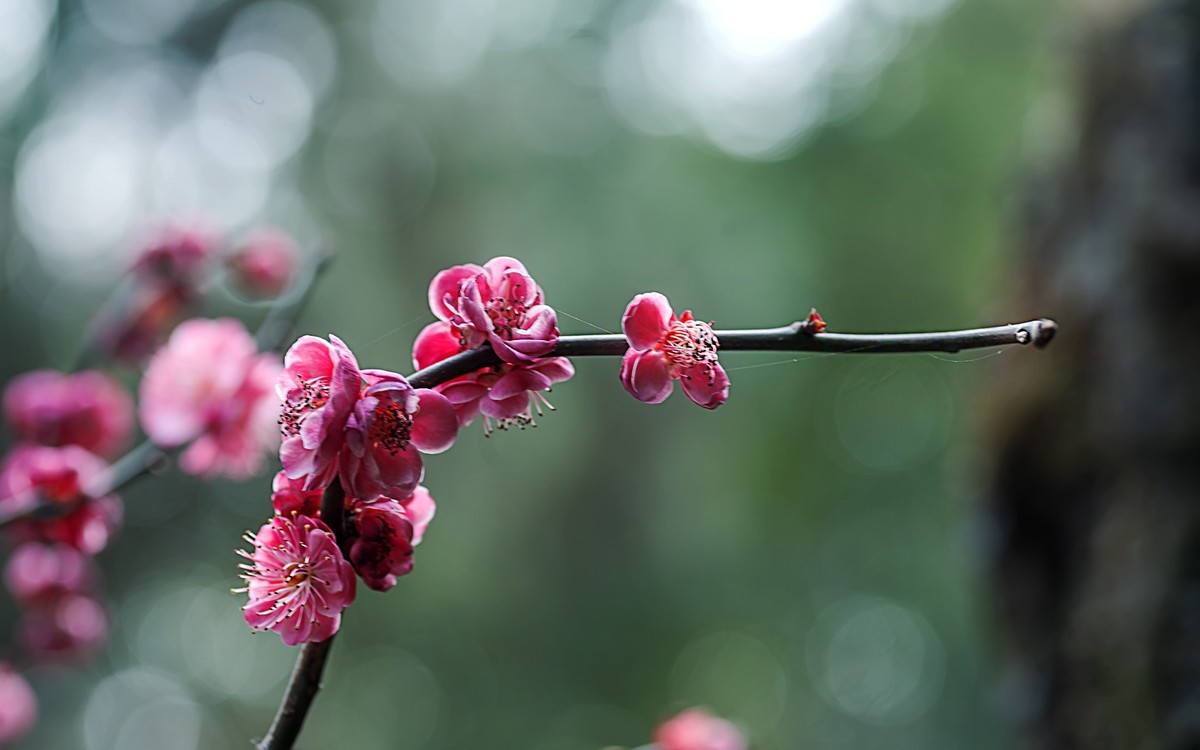 梅花绝句 · 其一  （宋：陆游）