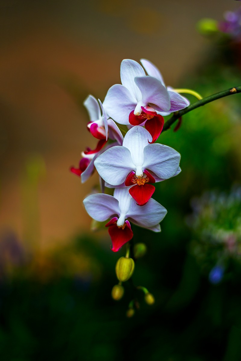 花城看花202117兰花