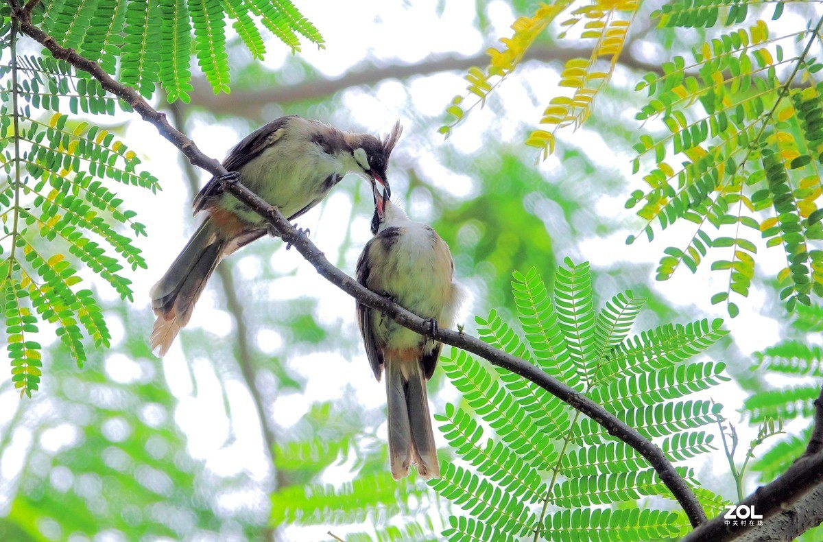 一对亲密的白耳鹎二