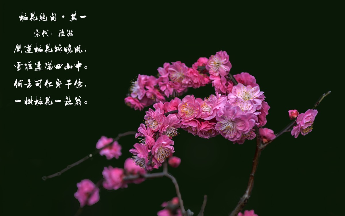 梅花绝句 · 其一  （宋：陆游）