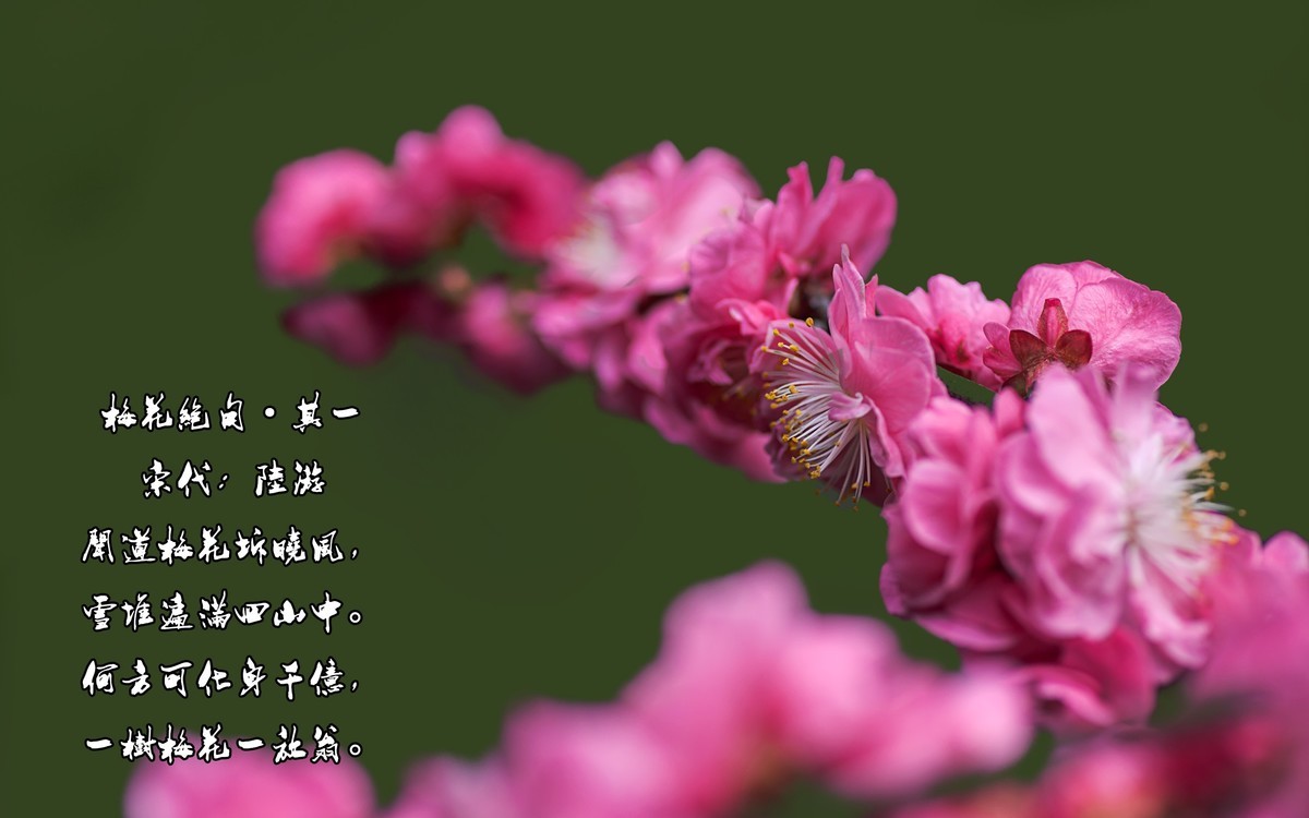 梅花绝句 · 其一  （宋：陆游）