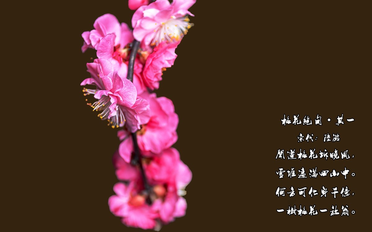 梅花绝句 · 其一  （宋：陆游）