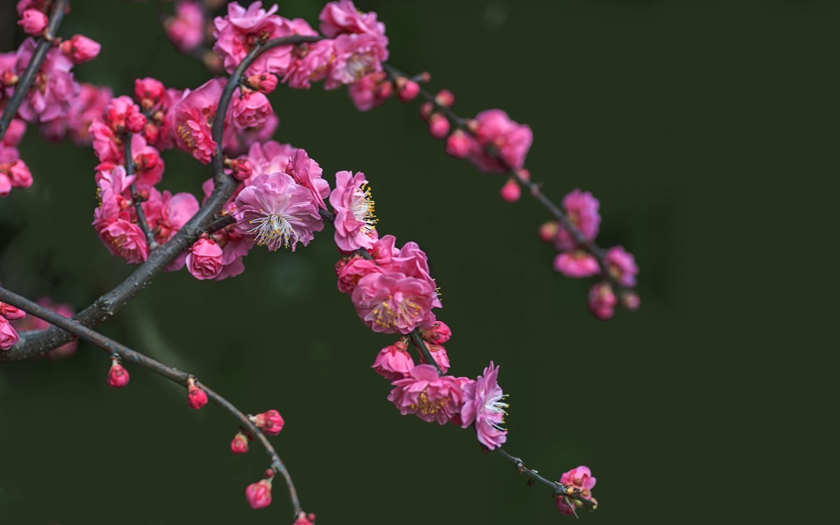 梅花绝句 · 其一  （宋：陆游）