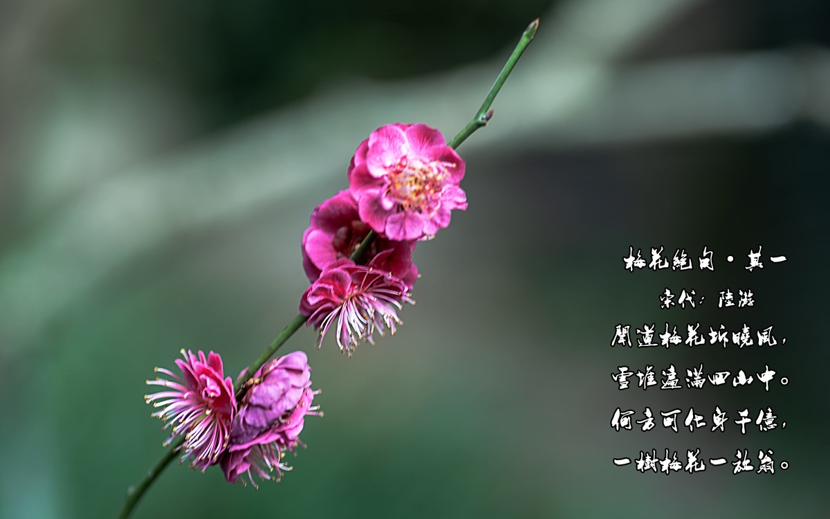 梅花绝句 · 其一  （宋：陆游）