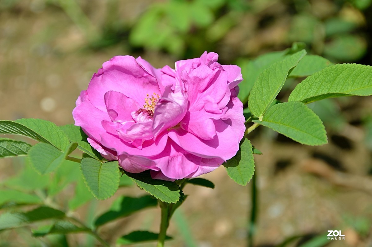 玫瑰花3