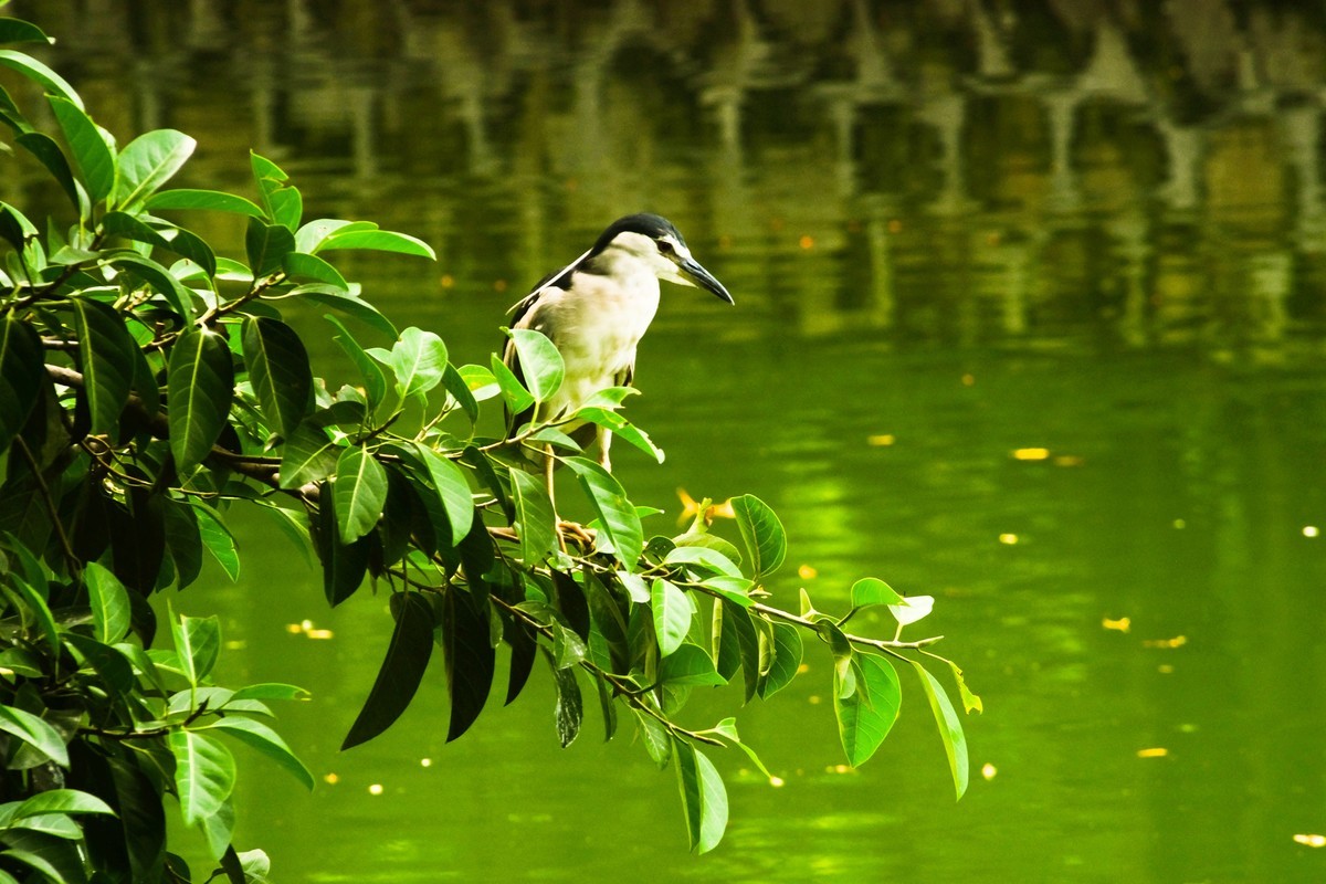 公園拍鳥