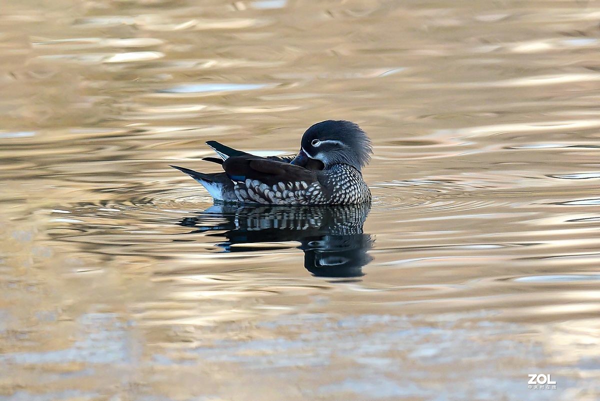 大年初三（2月14日）发一贴——鸳鸯