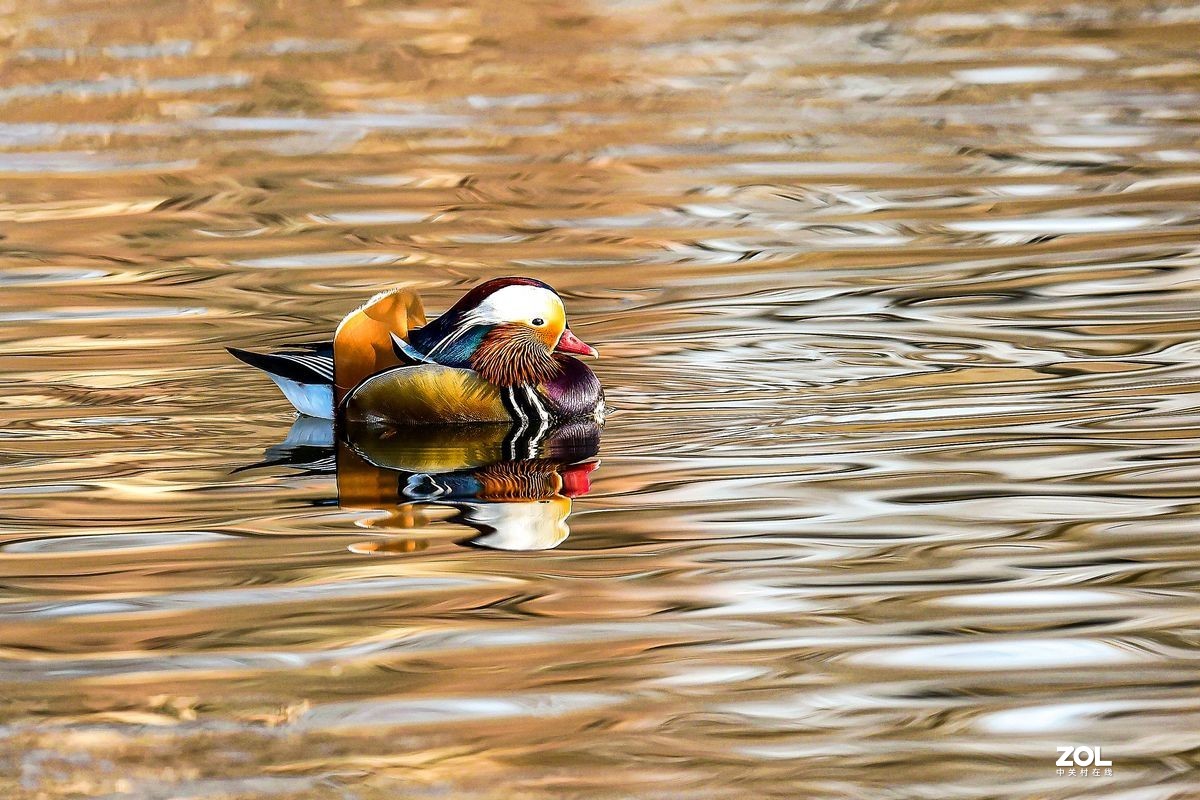 大年初三（2月14日）发一贴——鸳鸯