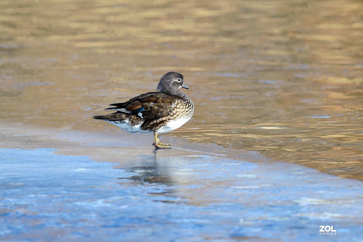大年初三（2月14日）发一贴——鸳鸯