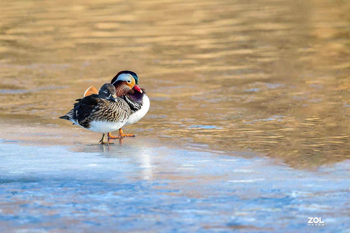 大年初三（2月14日）发一贴——鸳鸯
