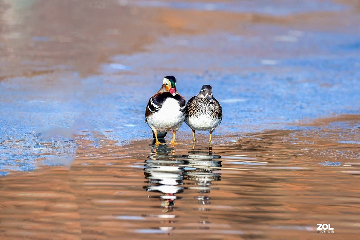大年初三（2月14日）发一贴——鸳鸯