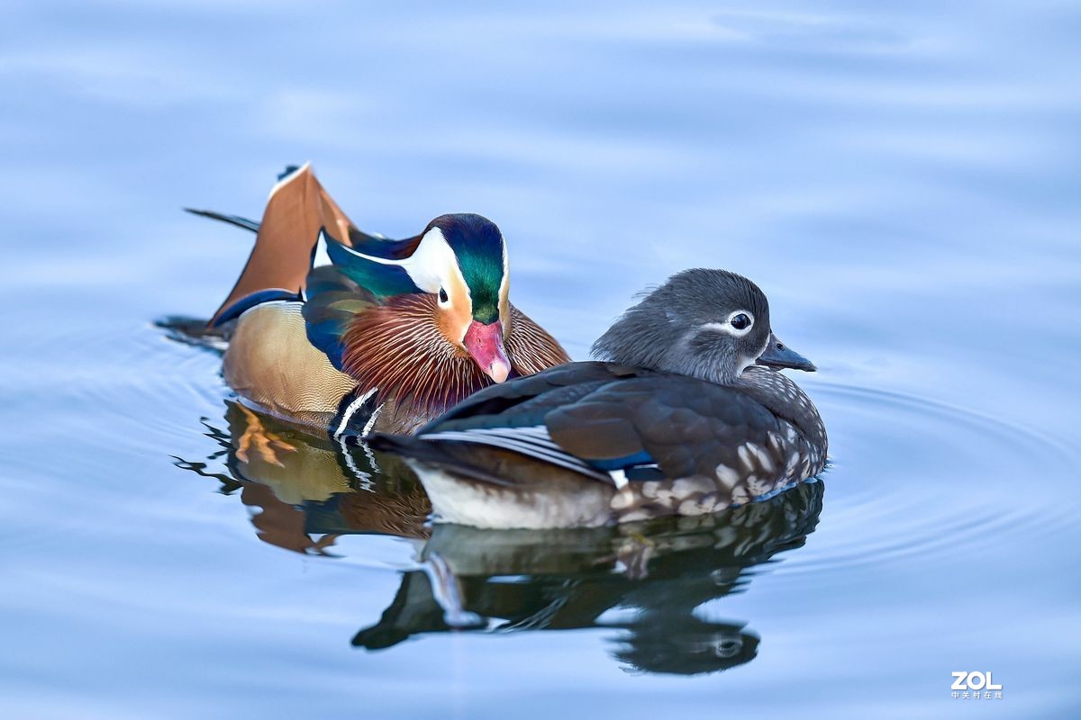 大年初三（2月14日）发一贴——鸳鸯