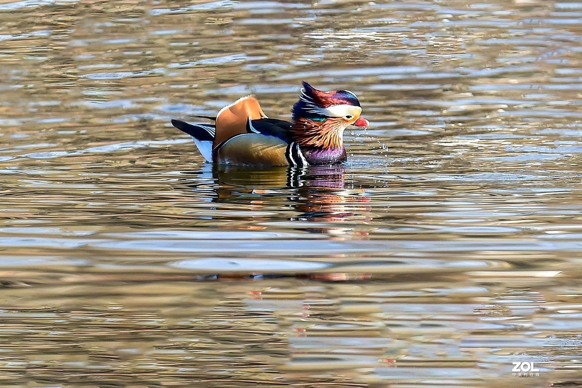 大年初三（2月14日）发一贴——鸳鸯