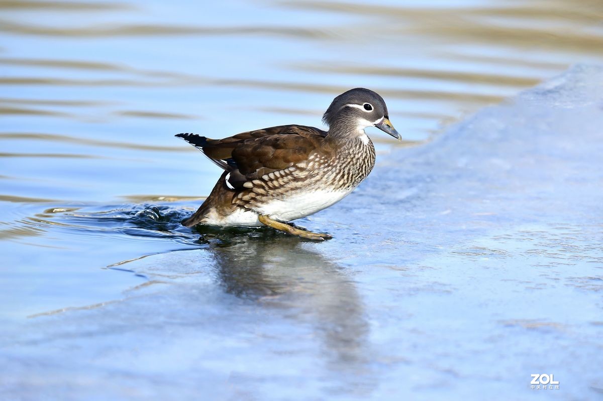 大年初三（2月14日）发一贴——鸳鸯
