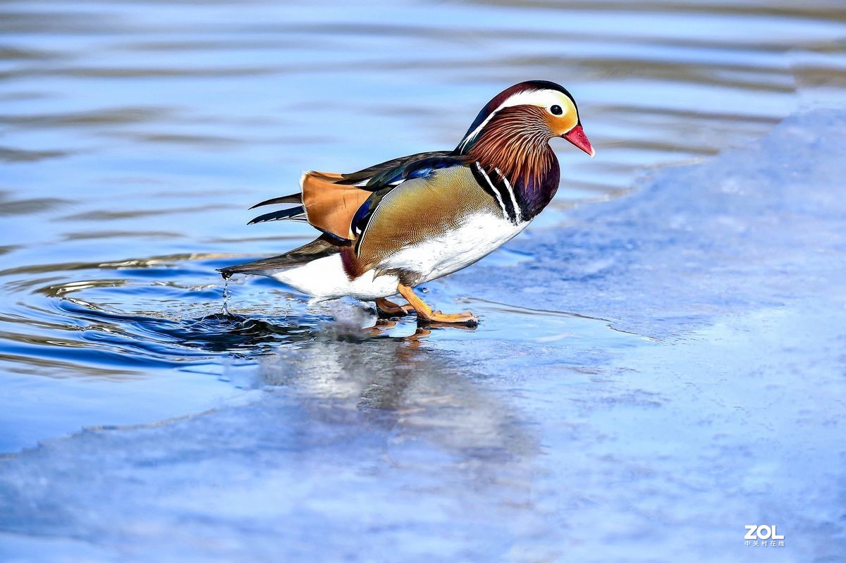 大年初三（2月14日）发一贴——鸳鸯