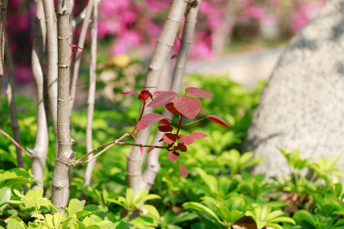 公园里拍三角梅